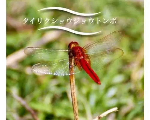【沖縄・座間味島】山遊人「南の島で昆虫探しツアー」小学生にも大人気！夏は暑いのであまり歩きません。ウスバキトンボの渡り調査もしています。