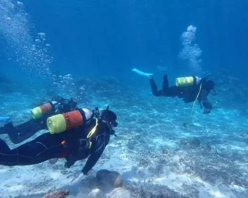 【沖縄・小浜島】美ら海体験ダイビング（半日プラン）※初めての方大歓迎！