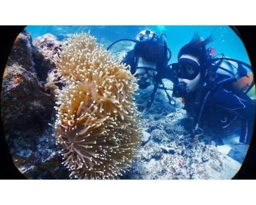 【沖縄・小浜島】美ら海体験ダイビング（半日プラン）※初めての方大歓迎！
