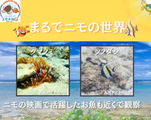 【沖縄 糸満から約15分｜1組貸切プライベート】海のテーマパーク・天然水族感でウミガメ＆100種以上の生物探索シュノーケリング｜初心者大歓迎