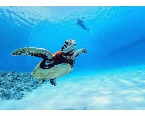 【沖縄・慶良間諸島】無人島でウミガメ体験ダイビング！シュノーケリングも楽しめる満喫ツアー★貸切ボートも可能