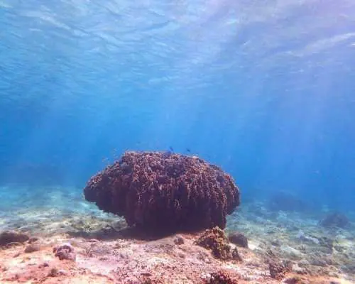 [Okinawa, Itoman] Private snorkeling tour with a female instructor. Recommended for beginners and families with children! All photo data included.