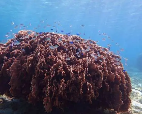 [Okinawa, Itoman] Private snorkeling tour with a female instructor. Recommended for beginners and families with children! All photo data included.