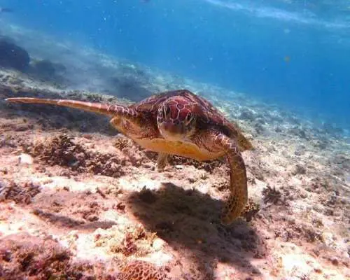 [Okinawa, Itoman] Private snorkeling tour with a female instructor. Recommended for beginners and families with children! All photo data included.