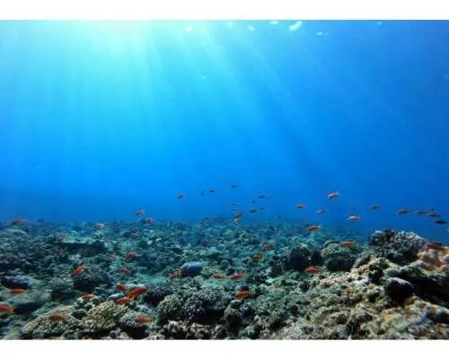 [Okinawa, Kumejima] Half-day boat snorkeling in the sea of ​​Kumejima
