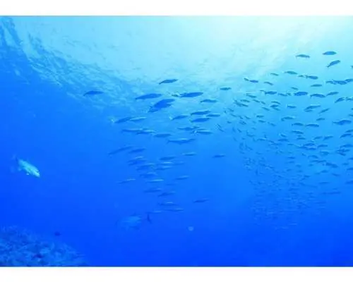 [Okinawa, Kumejima] Half-day boat snorkeling in the sea of ​​Kumejima
