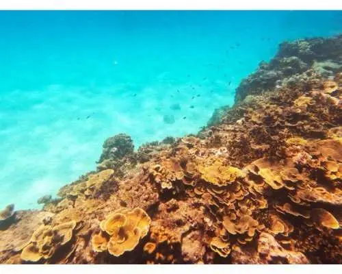 [Okinawa, Kumejima] Half-day boat snorkeling in the sea of ​​Kumejima