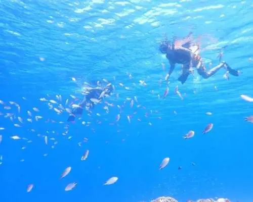 [Okinawa, Kumejima] Half-day boat snorkeling in the sea of ​​Kumejima