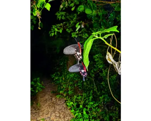 [Miyako Island | Pick-up and drop-off available, same-day booking OK] Small group jungle & stargazing night tour | Free coconut crab hunting and stargazing photos | No cancellation fee up to 2 hours before the tour!