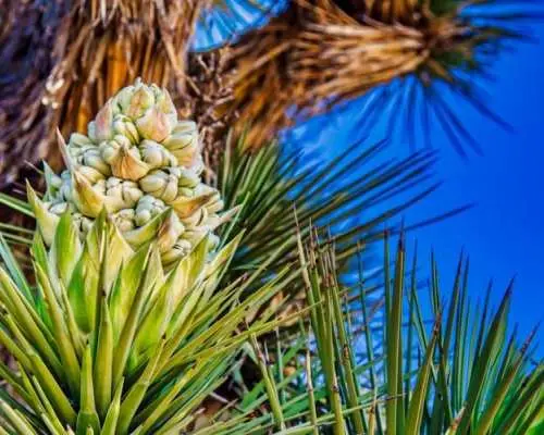 Audio-Guided Driving of the Joshua Tree National Park
