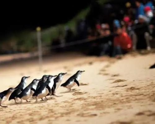 Penguin Parade Express Guided Tour from Melbourne