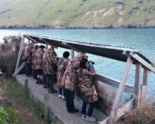 Evening penguin tour