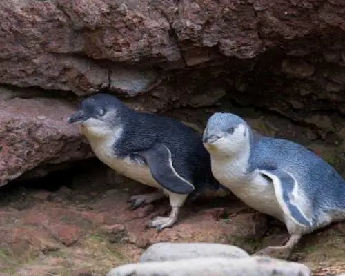 Evening penguin tour