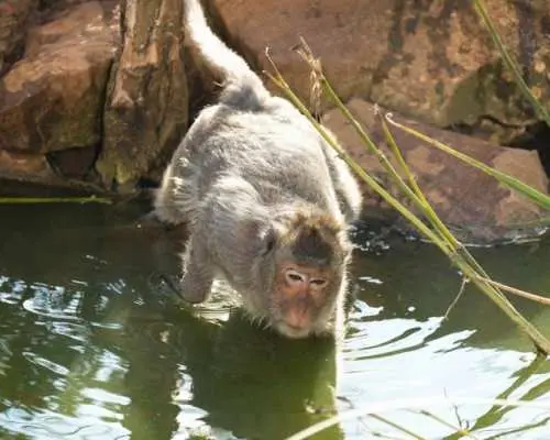 弗里吉亞動物園