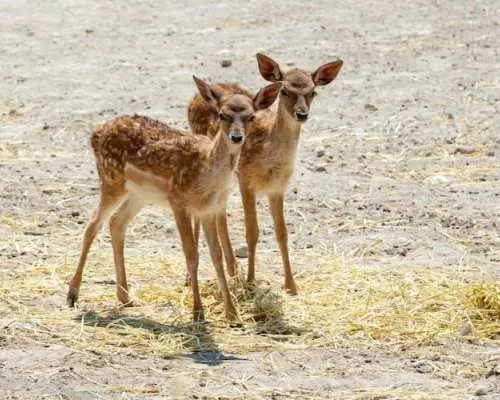 弗里吉亞動物園