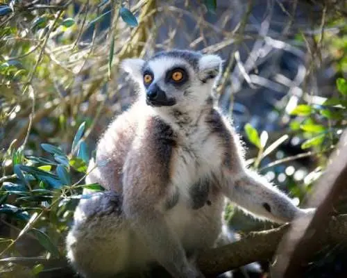 弗里吉亞動物園