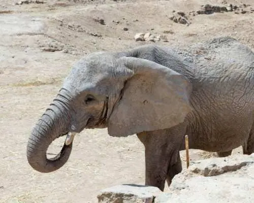弗里吉亞動物園