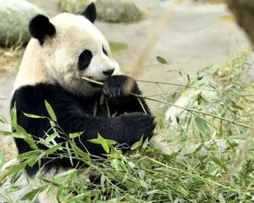 A Panda-themed adventure for families