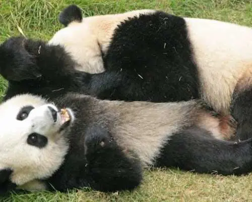 A Panda-themed adventure for families