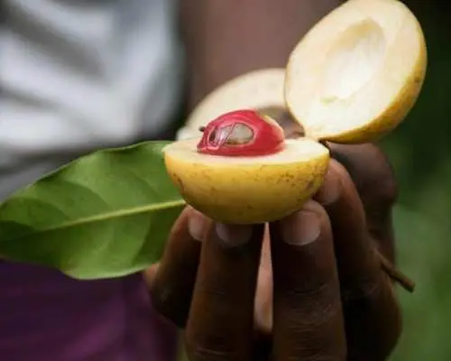 Zanzibar香料农场私人之旅