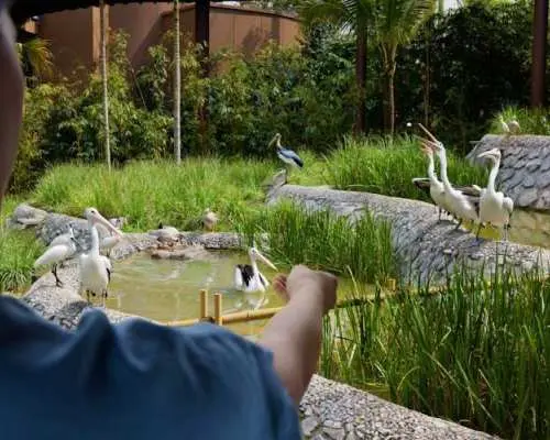 Entrance tickets to Bird Paradise