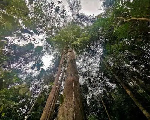 Taman Negara jungle tour
