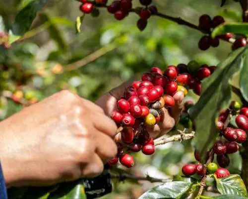 Finca El Ocaso咖啡农场导览及品尝之旅