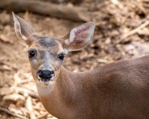 Diamante Eco Park Animal Sanctuary Discovery Ticket