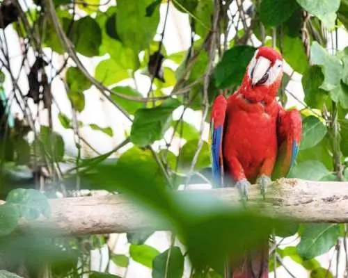 Diamante Eco Park Animal Sanctuary Discovery Ticket