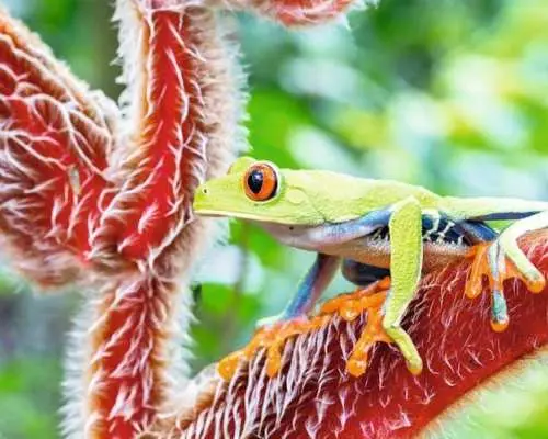 Diamante Eco Park Animal Sanctuary Discovery Ticket