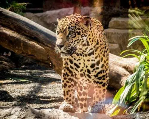 Diamante Eco Park Animal Sanctuary Discovery Ticket