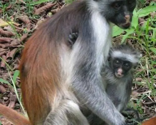 Zanzibar乌兹岛和乔札尼森林私人旅游