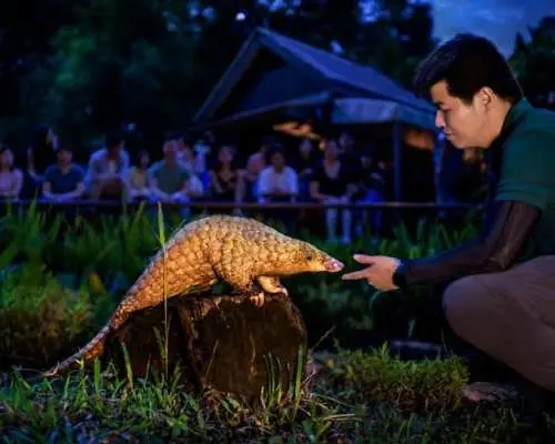 Singapore Night Safari park entrance ticket including tram ride