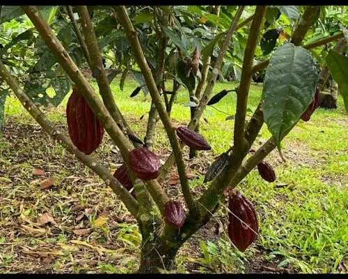 Costa Rica flavours and nature experience
