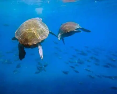 半潛水艇之旅