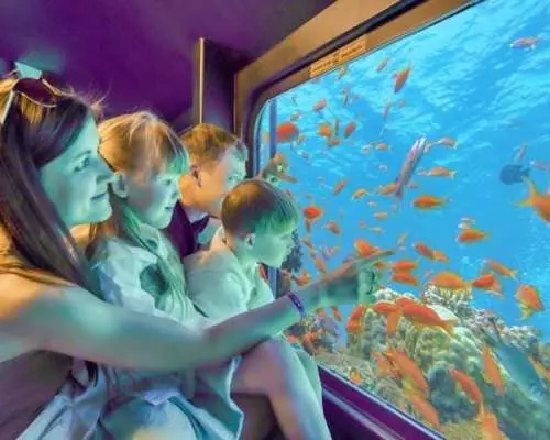 在馬薩阿拉姆體驗Seascope潛水艇之旅