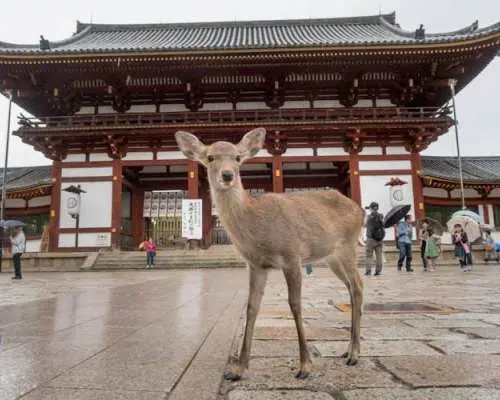Full-day guided tour to Nara Park, Osaka and Kobe from Kyoto
