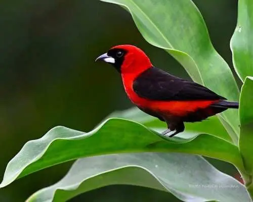 Guided birdwatching tour to Equadorian AMazon Clay Lick