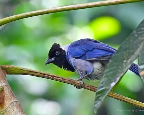 Guided birdwatching tour to Equadorian AMazon Clay Lick