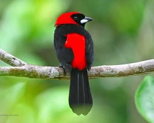 Guided birdwatching tour to Equadorian AMazon Clay Lick