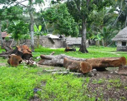 Zanzibar香料农场、洞穴和村庄探险私人之旅