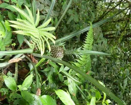 Napo Province primary rainforest guided tour with a local