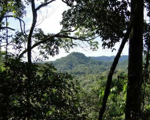 Napo Province primary rainforest guided tour with a local