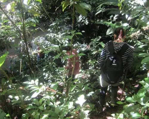 Napo Province primary rainforest guided tour with a local