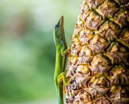 Half-Day Caribbean Culture and Eco-Safari