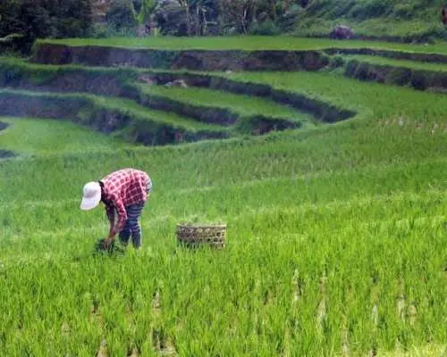 Bali guided tour with Jatiluwih rice terraces and optional lunch