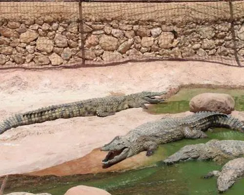 從阿加迪爾或塔加祖特出發，需支付門票，即可參觀鱷魚公園