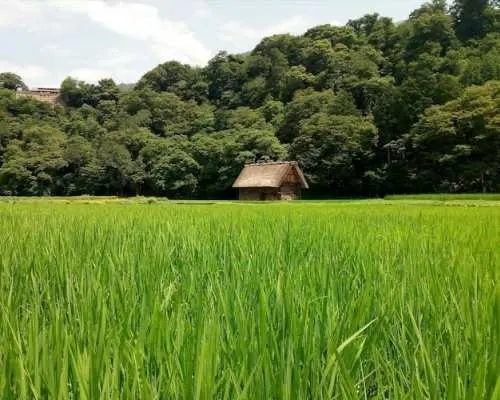 Shirakawago and Kanazawa guided day tour from Tokyo