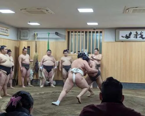 Morning sumo practice viewing with guide in Tokyo