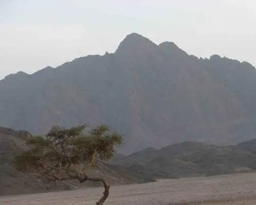 Marsa Alam: Sand Buggy Adventure with Camel Ride & Dinner｜Egypt